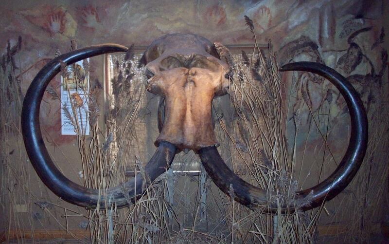 A skull of a woolly mammoth discovered by fishermen in May 1999 in the Netherlands. Photo: Celtic and Prehistoric Museum