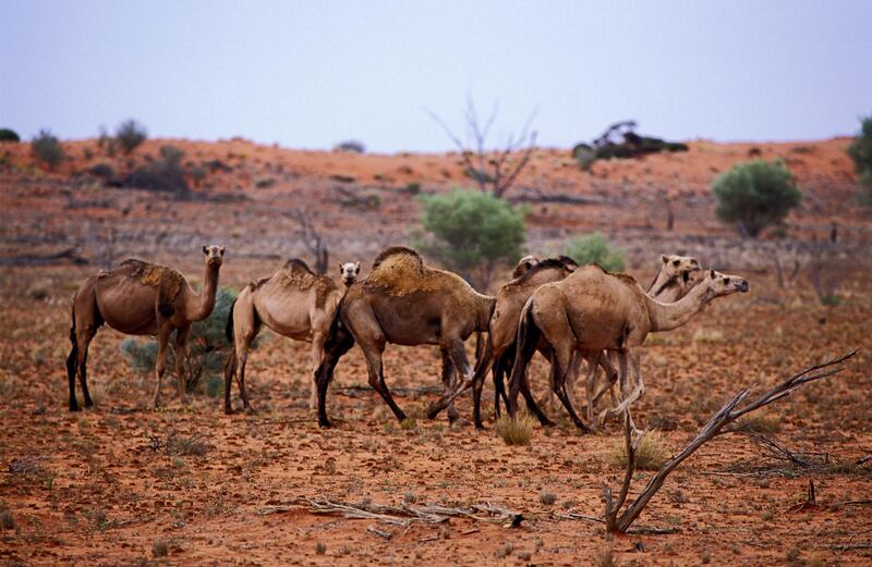 Camels (Camelus dromedarius), feral herd. Northern South Australia. (Photo by Auscape/Universal Images Group via Getty Images)