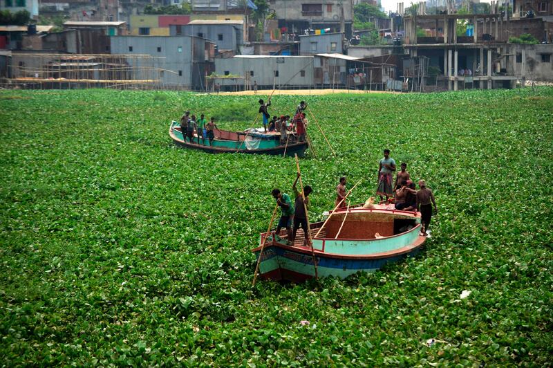 Invasive aquatic plant species, such as water hyacinths, have affected fish numbers in places including Dhaka in Bangladesh and Lake Victoria in Africa. AFP