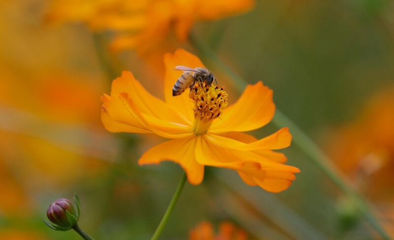 A bee sits on the cosmos flower at the Olympic Park in Seoul, South Korea. Lee Jin-man / AP Photo
