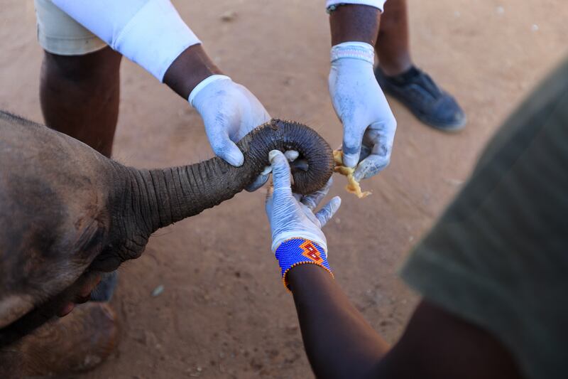 Carers treat a wound on Naesemare's trunk. EPA