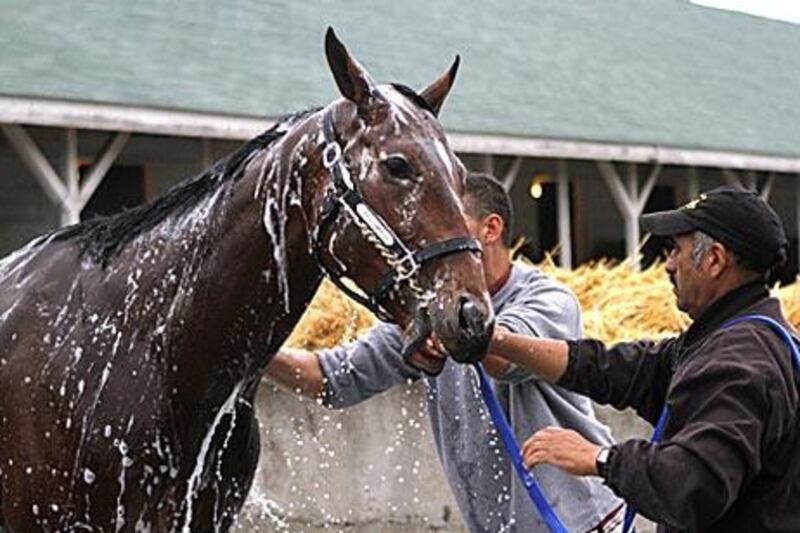 Kentucky Derby hopeful Lookin At Lucky is washed down after an early morning workout.