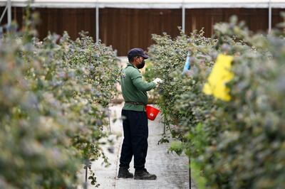 A worker picks berries at the Al Foah farm in Al Ain. The Khalifa Fund for Enterprise Development's new funding initiative will allocate up to $545,000 for the agricultural technology sector. Khushnum Bhandari / The National