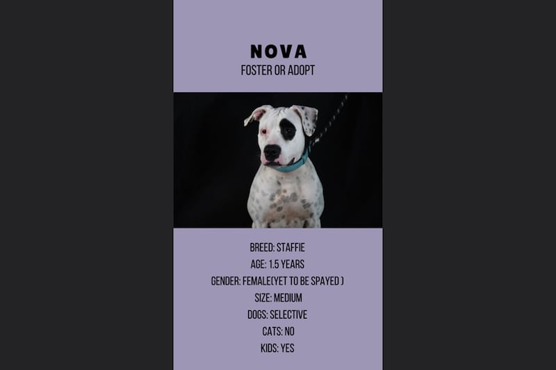 Nova, 1.5, female.