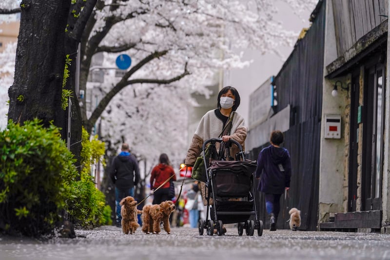 Blossoms of the Somei-Yoshino variety came to full bloom in Tokyo four days earlier than on an average year. AP