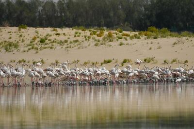 Flamingos are the flagship species of Al Wathba Reserve