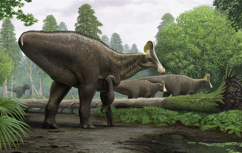 An artist's impression of the wounded Amurosaurus riabinini grazing in the ancient forests of eastern Russia. PA