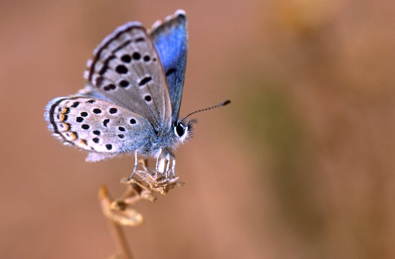 The Sinai Button Blue butterfly