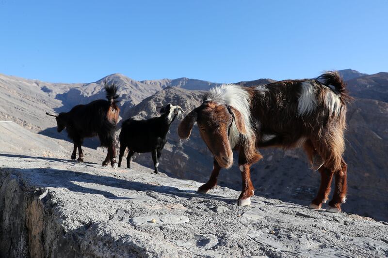 Goats on Jebel Jais. Pawan Singh / The National