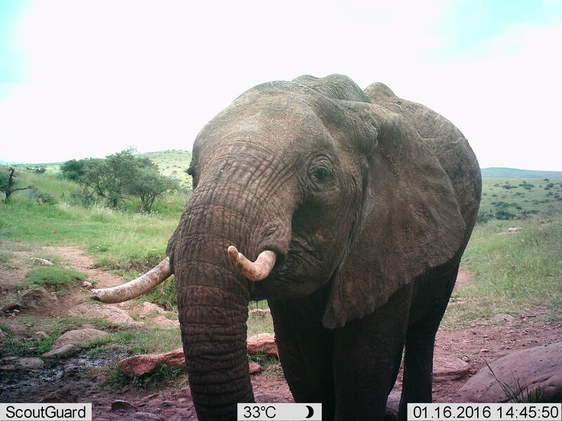 You can make out even the finest details of this impressive elephant, even via webcam. Lewa Wildlife Conservancy / ZSL