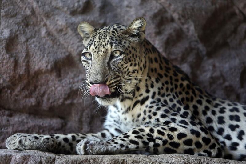 A male Arabian leopard at the Arabian Wildlife Centre in Sharjah. Pawan Singh / The National 
