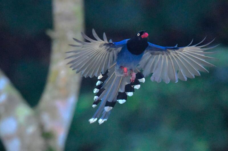 A Formosan blue magpie flies during the breeding season at the Toucheng Leisure Farm in Ilan county, northeastern Taiwan.  AFP