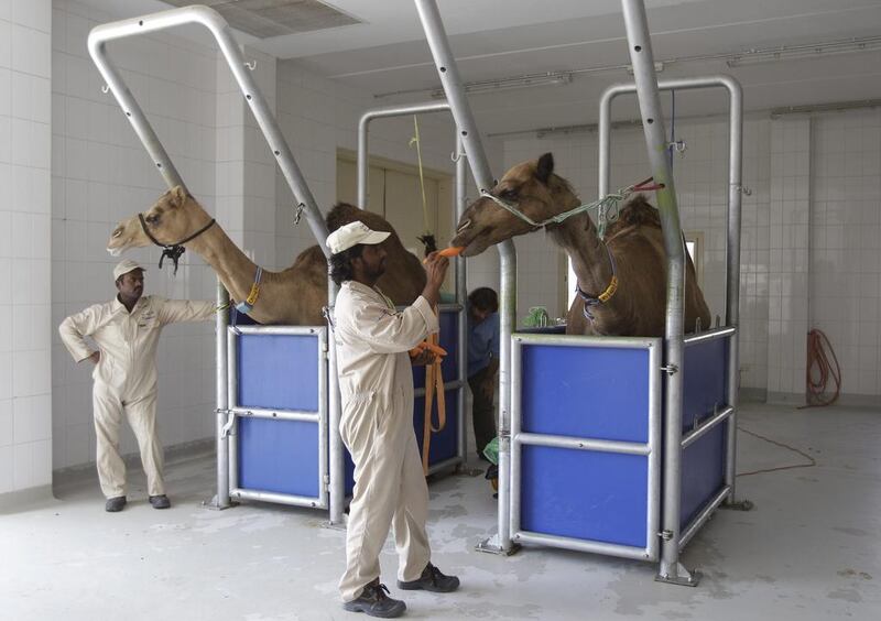 Camel milk is superior in many vitamins and minerals to cow milk, says Alam Gir, head of research and development at the Camelicious farm farm’s laboratories. Kamran Jebreili / AP Photo