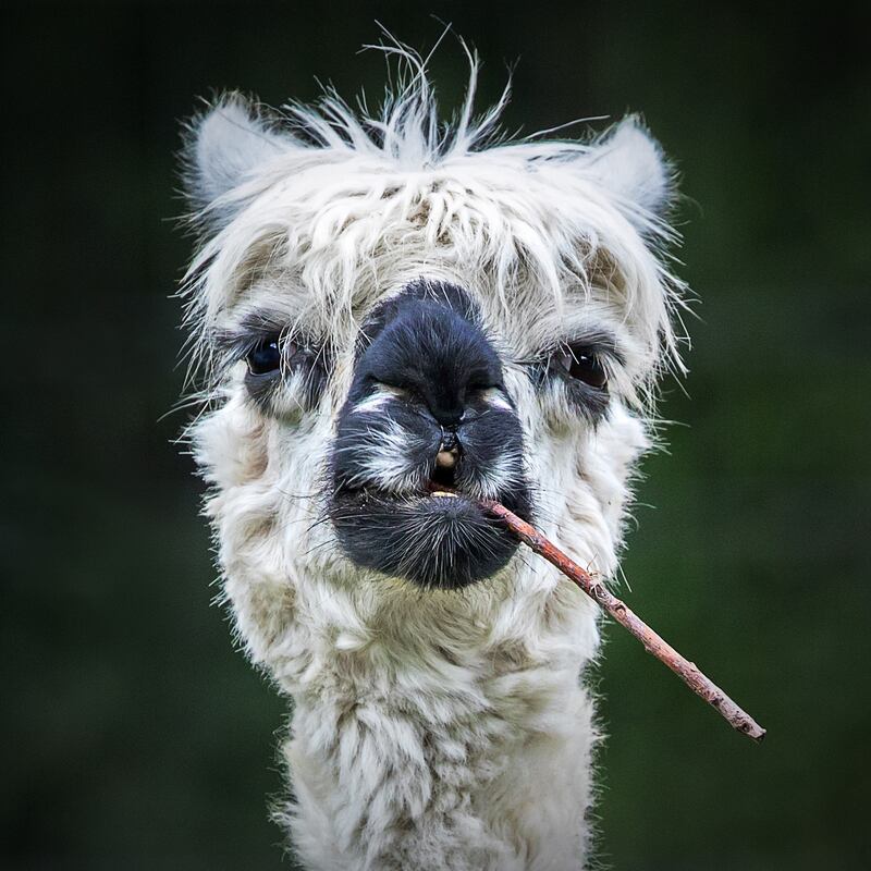 All Other Animals Category winner: 'Smokin' Alpaca' by Stefan Brusius from Germany.