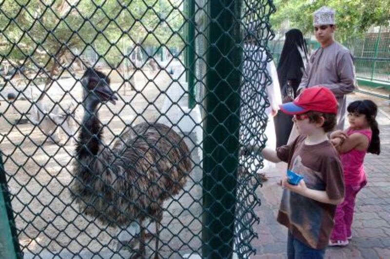 UAE - Dubai - Jun 16- 2011:  People watch a Black Crowned Crane at the Dubai Zoo. ( Jaime Puebla - The National Newspaper )