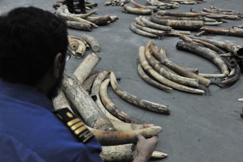 November 11, 2012- Dubai Customs seizes 215 pieces of ivory

WAM