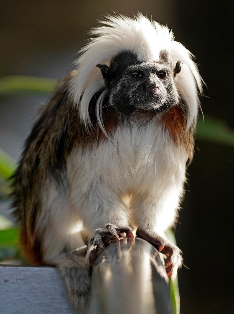 A cottontop tamarin  sits in its enclosure at a zoo in Karlsruhe, Germany. EPA
