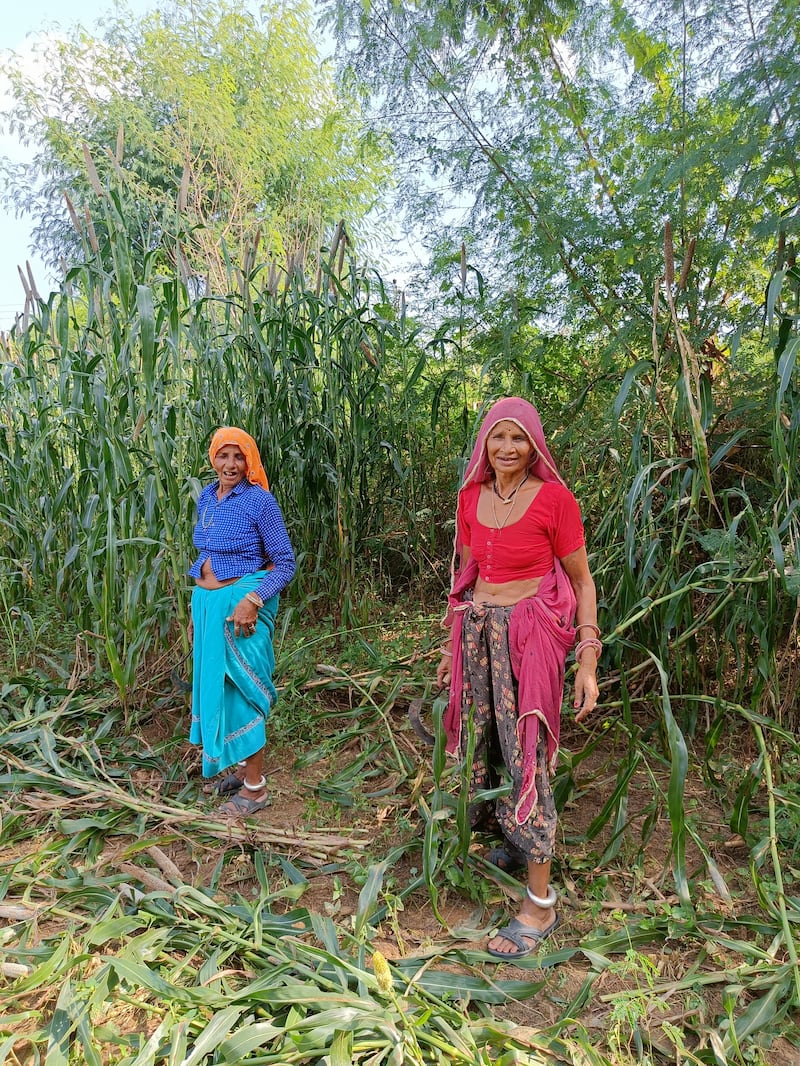 Women labourers in the millet fields near Ranthambore National Park say they are scared of tiger attacks and often fear the animals could be lurking in the fields. Taniya Dutta / The National