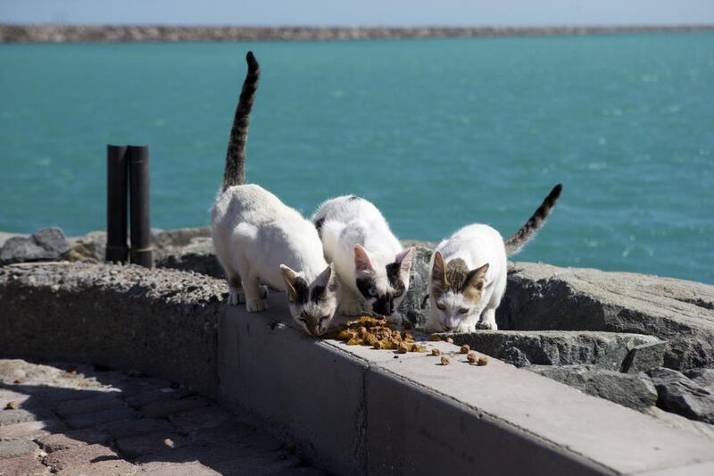Feral cats eat food donated by Animal Welfare Abu Dhabi. Christopher Pike / The National