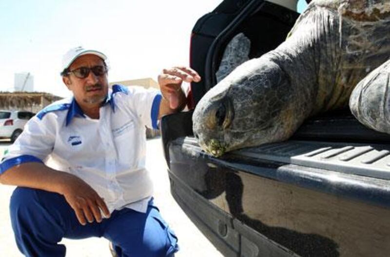 Major Ali al Suweidi with a sick turtle at the Ghantoot Reserve, near Jebel Ali. "Anyone can become a green hero," he says.
