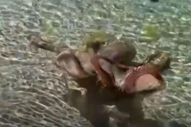 An angry octopus in Australia lashed out at geologist and author Lance Karlson in a video that went viral. Video still