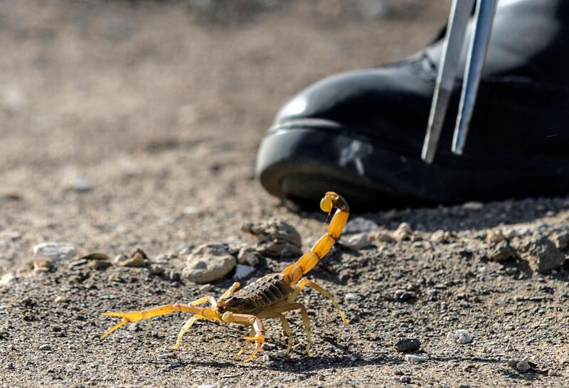 Egyptian engineer Ahmed Abu al-Seoud catches a scorpion at his Scorpion Kingdom laboratory and farm in Egypt's Western Desert, near the city of Dakhla in the New Valley, some 700 Southeast the capital, on February 4, 2021. Biomedical researchers are studying the pharmaceutical properties of scorpion venom, making the rare and potent neurotoxin a highly sought-after commodity now produced in several Middle Eastern countries. / AFP / Khaled DESOUKI
