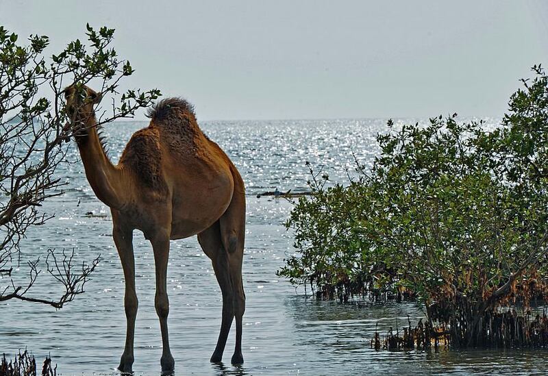 The southern region hosts a variety of wildlife. Photo: SPA