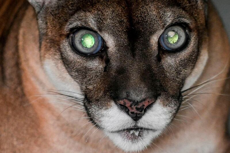 A puma waits for an eye exam at the Santa Fe Zoo in Medellin, Antioquia department, Colombia.  AFP