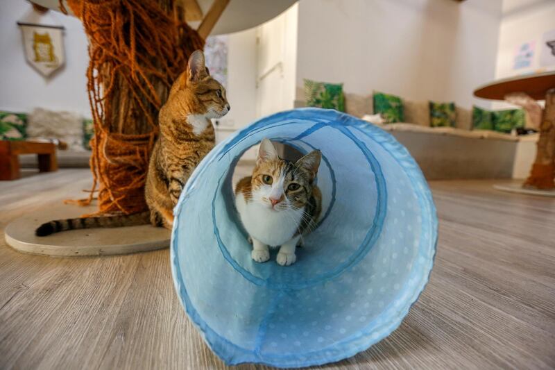Ailuromania Cat Cafe in Dubai was one of the first establishments of its kind in the Middle East. The cafe, which opened in 2015, hosts shelter cats with the intention of sparking interest between felines and humans with a view to adoption. The cafe, which derives its name from the Greek for 'cat lover', is inspired by animal welfare cafes in the UK and South Korea. Reuters