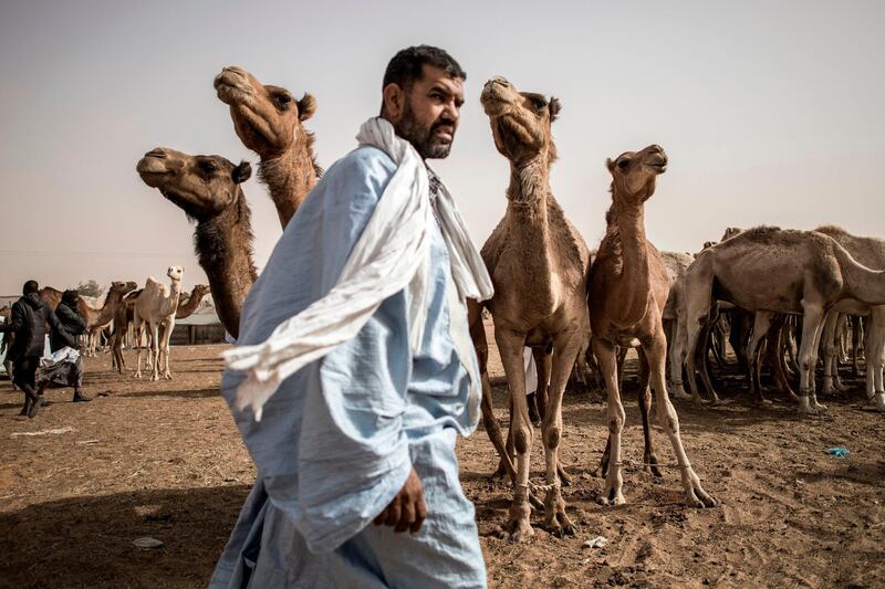 A camel seller is seen in the largest camel market in Nouakchott.  AFP