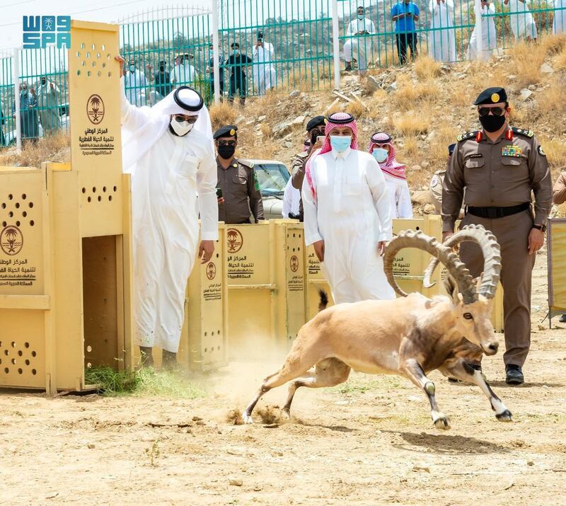 ع / عام / سمو أمير الباحة يرعى عملية إطلاق 20 وعلاً جبلياً بالمنتزه الوطني ببلجرشي  (واس) 09 ذو القعدة 1442 هـ

BAHA: Twenty endangered mountain goats have been released back into the wild in Saudi Arabia’s National Park of Baljurashi, the first rehabilitation project of its kind in Baha.

It comes as part of efforts by The National Center for Wildlife Development to protect the Kingdom’s endangered animal species. SPA