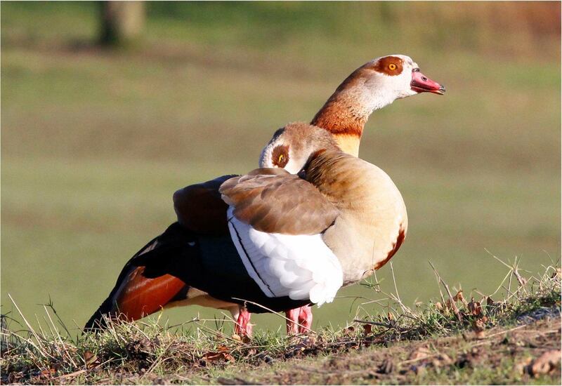 Egyptian goose (Alopochen aegyptiaca) originally from Africa and now established in Central and Western Europe. Credit: Tim Blackburn, UCL
