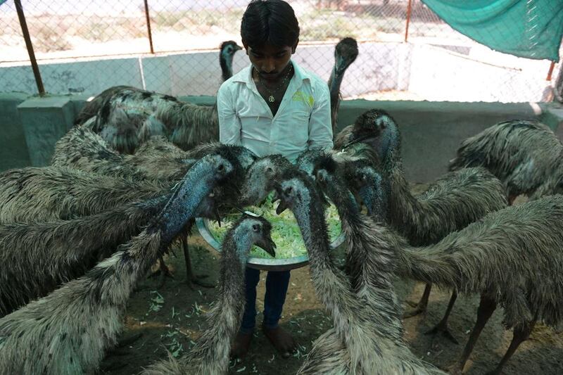 An Indian veterinary worker feeds rescued emus at the Asha Foundation and animal shelter at Hathijan village, nr Ahmedabad, India.  Sam Panthaky / AFP

