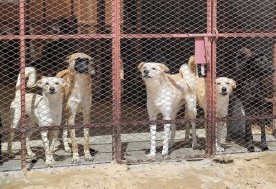 Umm Al Quwain, United Arab Emirates - Reporter: Nick Webster: Hundreds of stray dogs could be the unlikely winners in the widespread disruption enforced by coronavirus as more off-work teachers volunteer to foster homeless pets. Wednesday, March 11th, 2020. Umm Al Quwain. Chris Whiteoak / The National