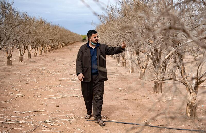 Haidar, a farmer, walks among orange trees dried out by drought on Morocco's southern plains of Agadir in the country's agricultural heartland, on October 22, 2020. Moroccan authorities have diverted water from the dams that irrigated farms to residential areas, in order to guarantee a supply to nearly a million people, as drought bites increasingly hard. Water levels in reservoirs stood at an average of 37 percent of capacity at the end of October, down from nearly 46 percent from a year ago. But around Agadir, the capital of the Souss-Massa region and rich in citrus fruits and seasonal vegetables, water levels are even lower.  / AFP / FADEL SENNA
