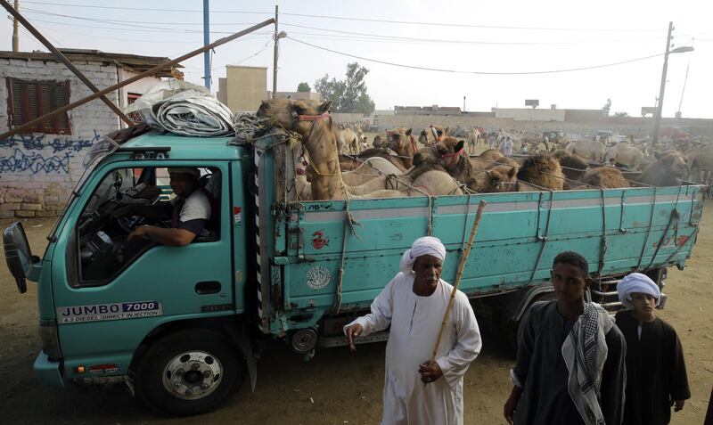Camels arrive on trucks.