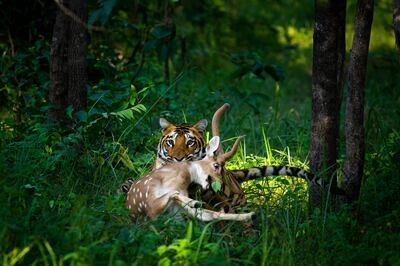 A tiger with its prey. Photo: Aly Rashid