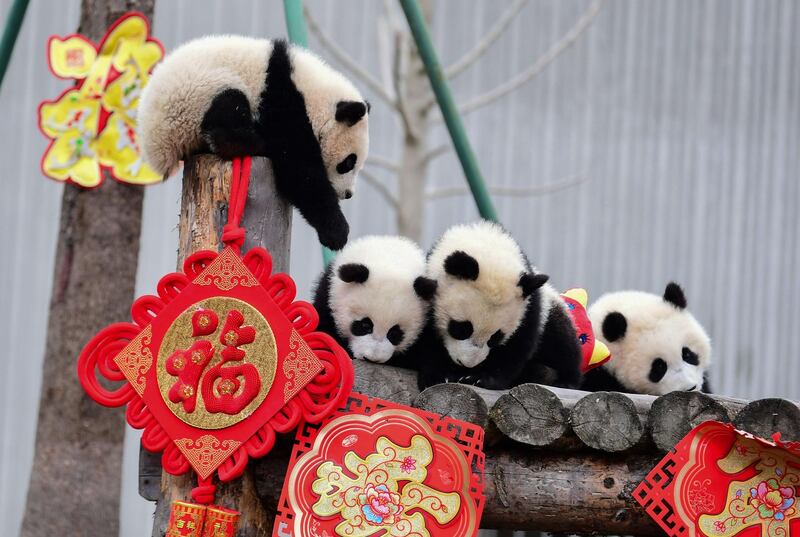 Panda cubs play with decorations at the Shenshuping breeding base of Wolong National Nature Reserve in Wenchuan, China. AFP
