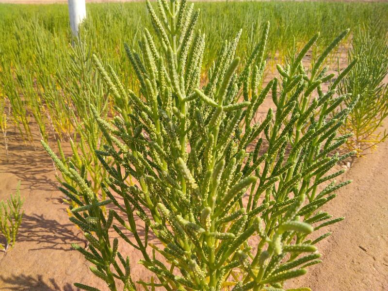 Bio fuels - Salicornia flowering
