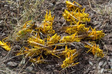 A group of desert locusts mate on the ground in Nasuulu Conservancy, northern Kenya. AP Photo/Ben Curtis