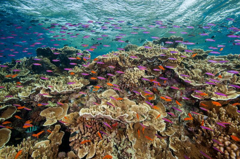 The Great Barrier Reef near Cairns, Australia, in September 2017. AP