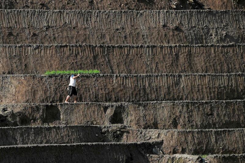 A Vietnamese farmer plants rice on a terraced field in Vietnam's northern agricultural province of Yen Bai.  AFP