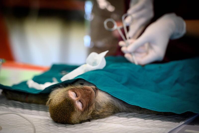 The government has relaunched a sterilisation programmer for the longtail macaque, but they may not be able to treat enough of the animals to bring the population under control. AFP