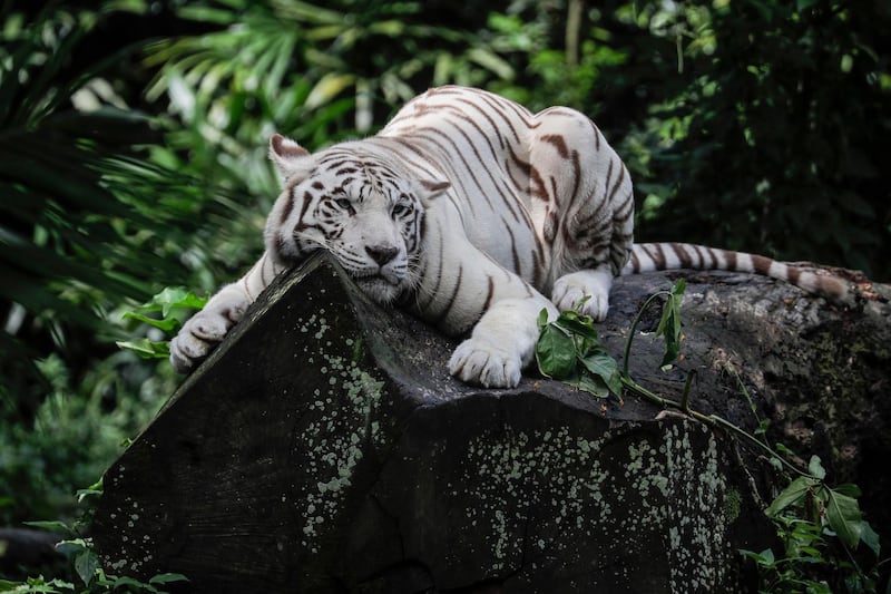 A white tiger rests on a tree trunk inside an enclosure at the Singapore Zoo in Singapore.  EPA