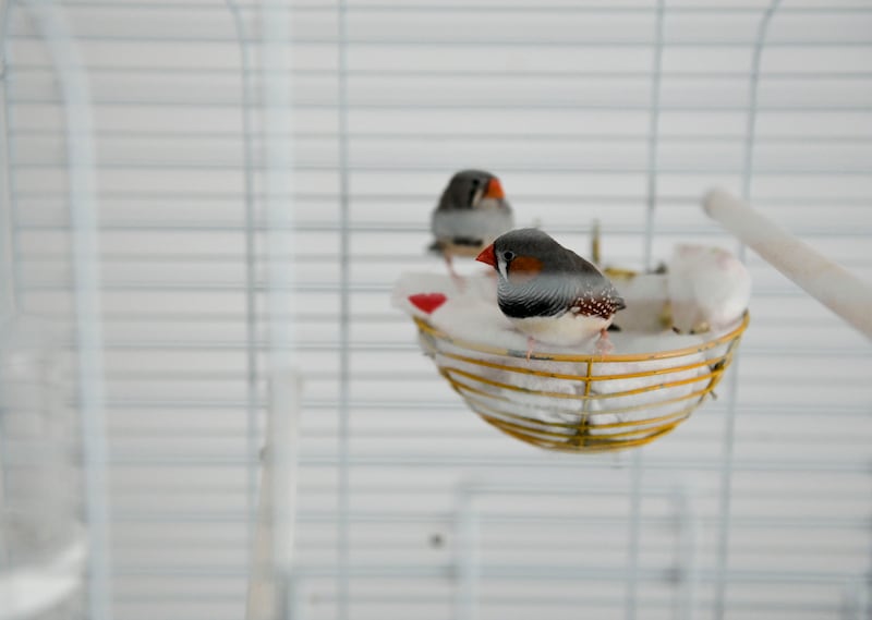 The family have Australian finches as house pets 
