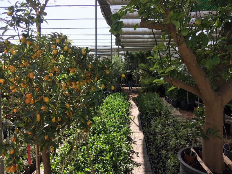 Al Warsan Nursery in Dubai offers a wide range of fruit trees, including citrus, which generally do well in the UAE. Courtesy Melanie Hunt