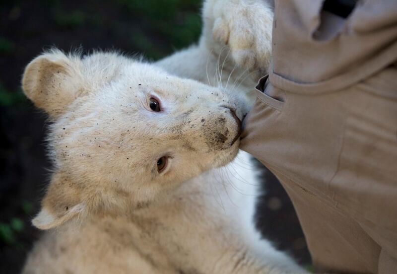 One of a pair of four-month-old white lion cubs bites the pants of veterinarian Rodrigo Gutierrez Zecua as the cubs play inside their enclosure at the Altiplano Zoo in Tlaxcala, Tuesday, Aug. 7, 2018. White lions are a rarity unique to an endemic region in South Africa. (AP Photo/Rebecca Blackwell)