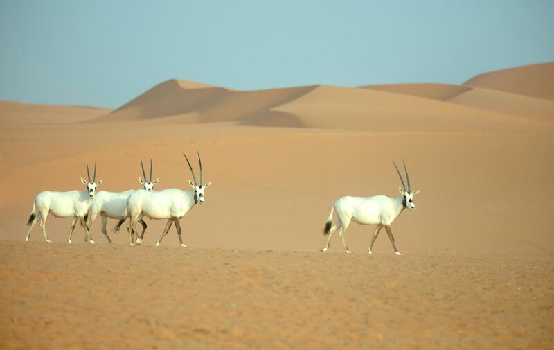 White oryx wander the dunes at the resort's adjacent wildlife park.