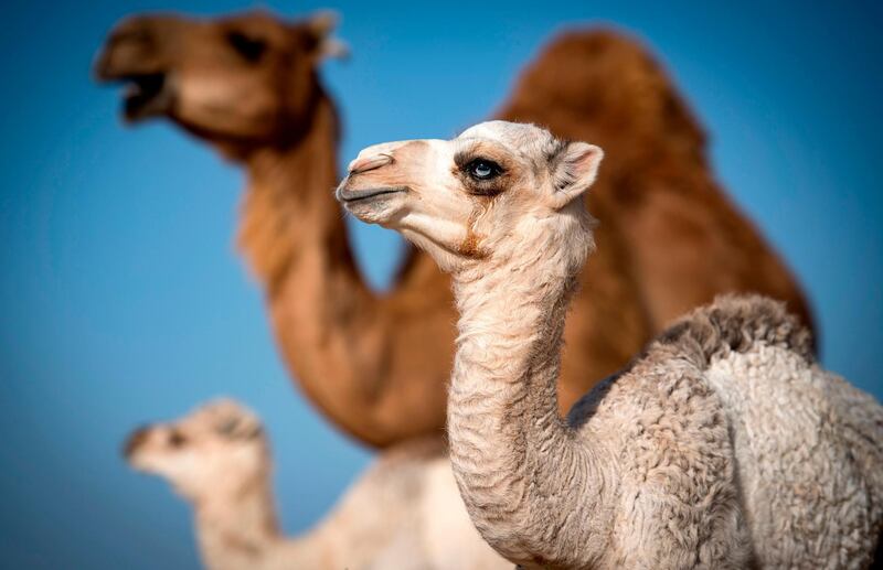 A camel calf is seen among a herd in the desert near Dakhla in Morocco-administered Western Sahara. AFP