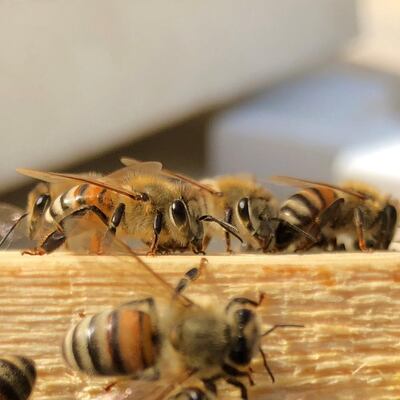 Bees at the Sustainable City hives